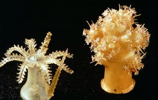 Illustration for article titled A Rare Collection of Victorian Glass Microbes